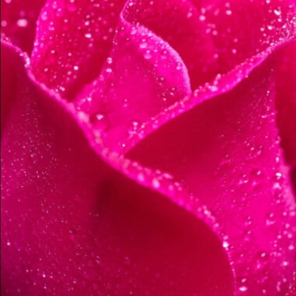 the_sweet_rose